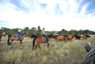 Circle Bar Guest Ranch is a Montana gem